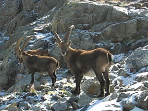 an Ibex